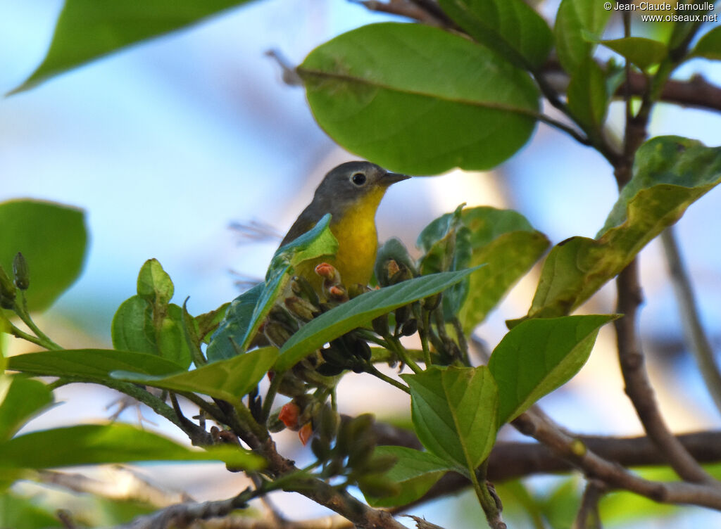 Paruline à joues grisesadulte, mange