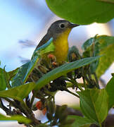 Nashville Warbler