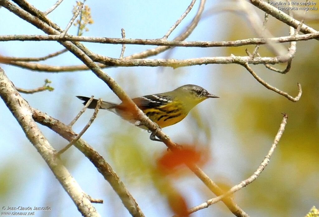 Paruline à tête cendrée