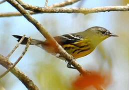 Magnolia Warbler