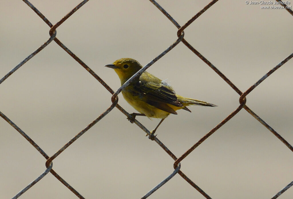 Mangrove Warbler female adult, identification, Flight, fishing/hunting