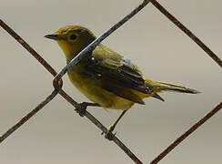 Mangrove Warbler