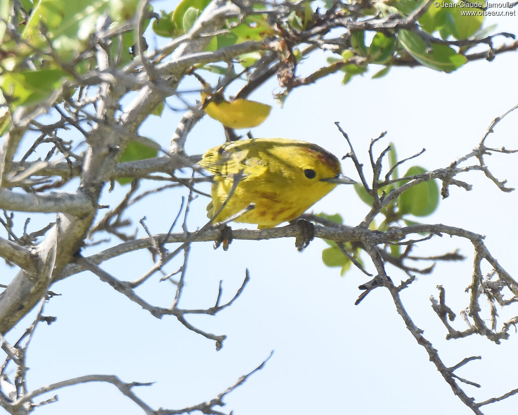 Paruline des mangroves