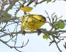 Mangrove Warbler