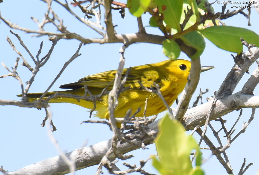 Mangrove Warbler