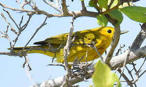 Mangrove Warbler