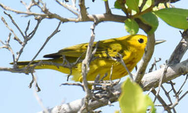 Paruline des mangroves