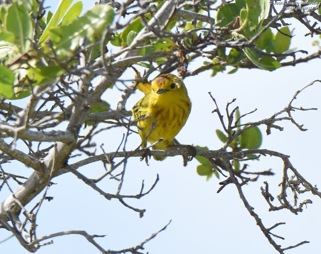 Paruline des mangroves