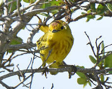 Paruline des mangroves