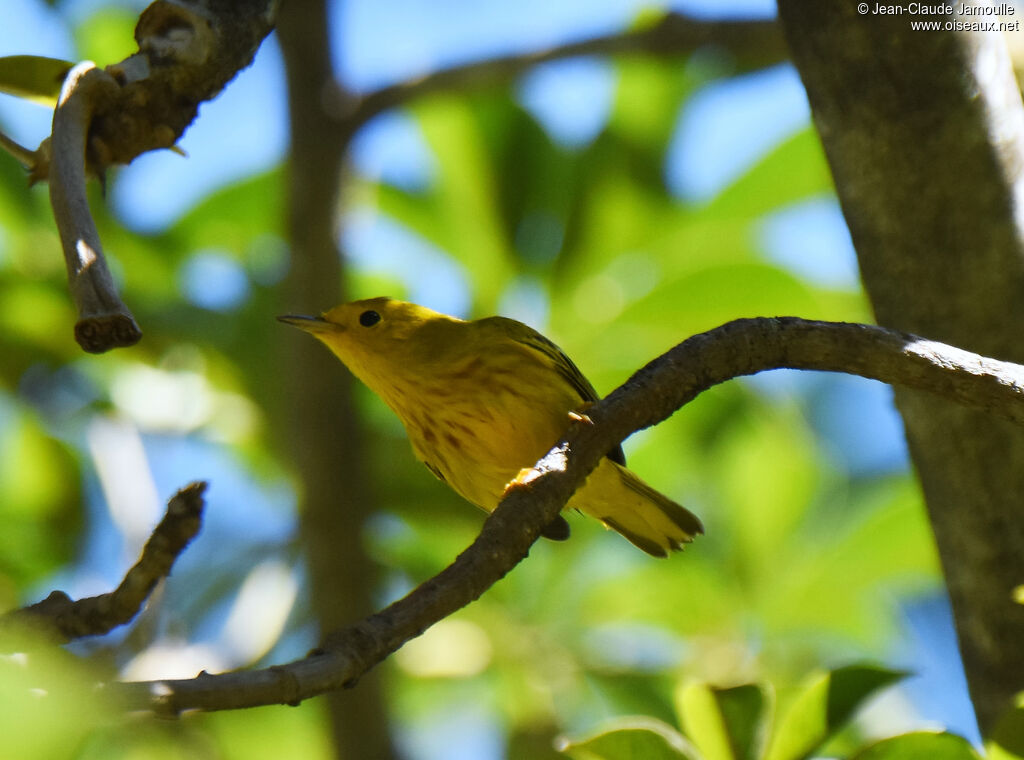 Mangrove Warbler