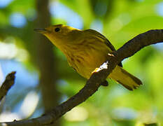 Mangrove Warbler