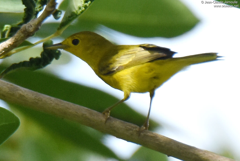 Mangrove Warbler