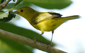 Mangrove Warbler