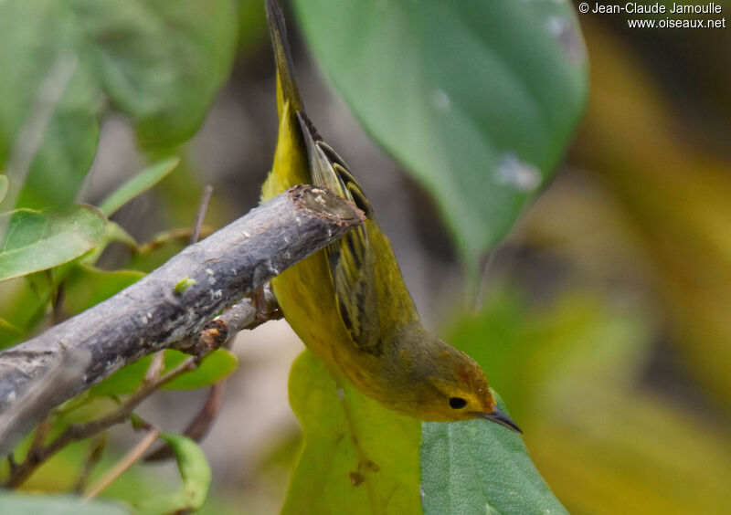 Mangrove Warbler male adult