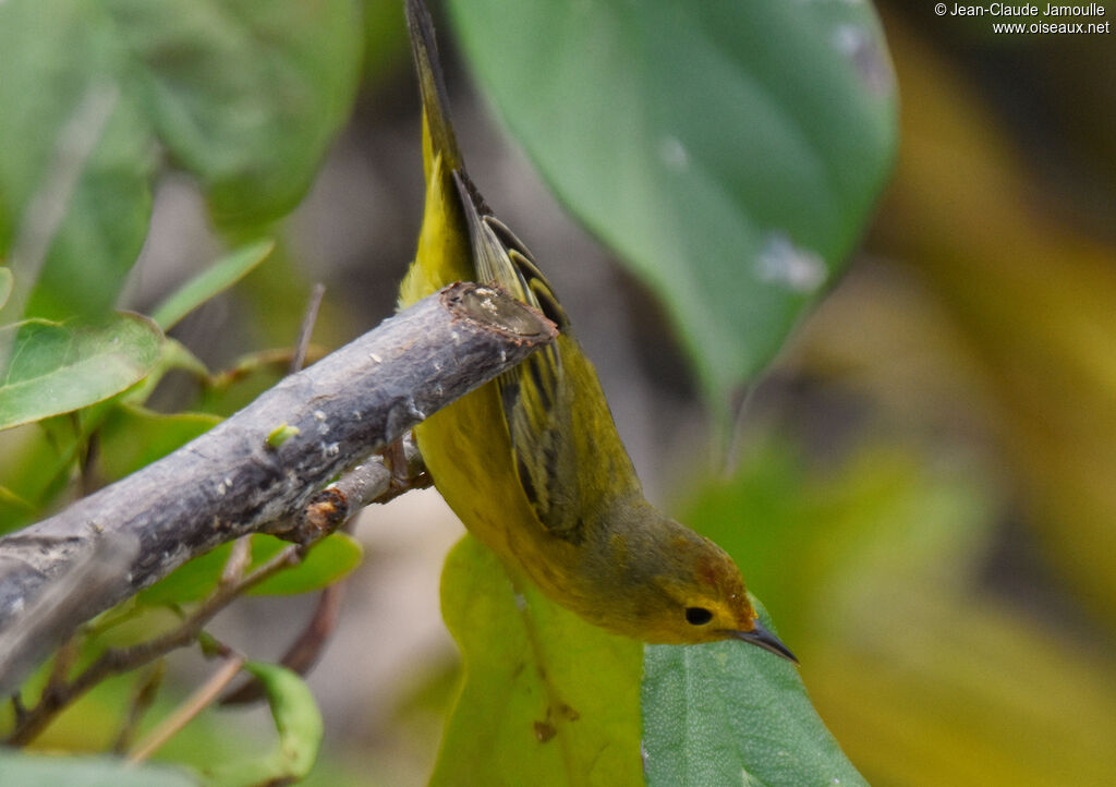 Paruline des mangroves mâle adulte