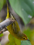 Mangrove Warbler