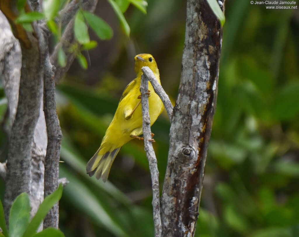 Mangrove Warbler