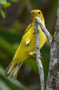 Mangrove Warbler