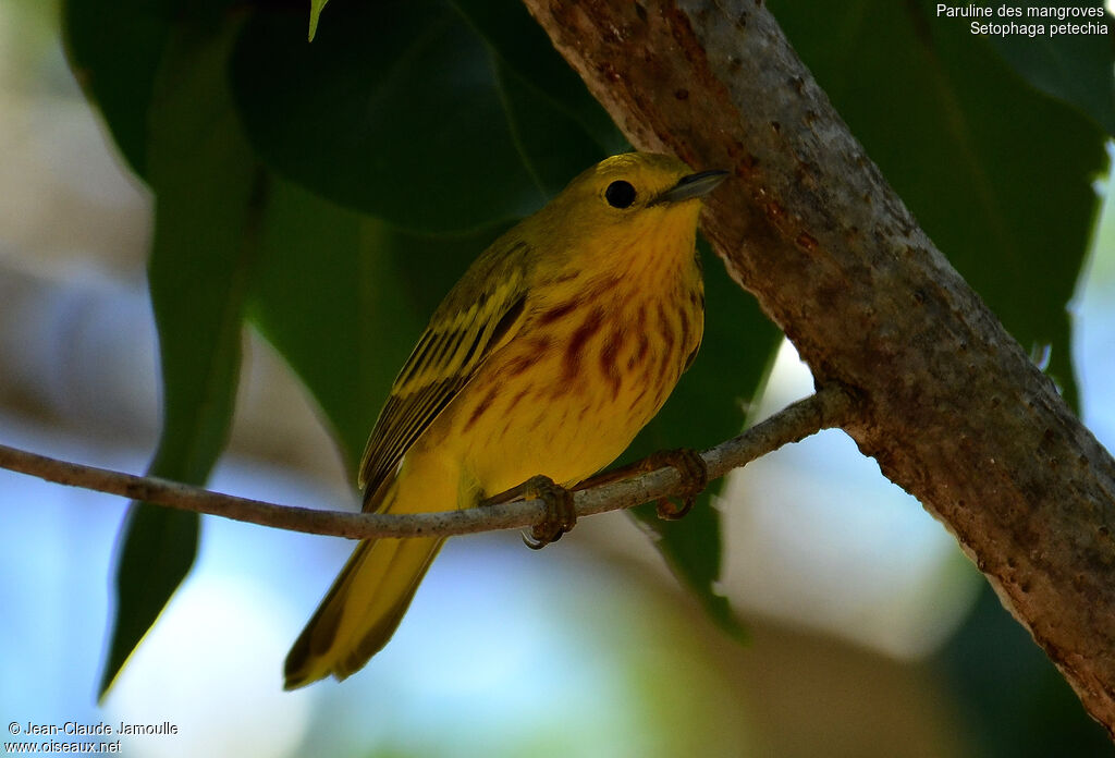 Paruline des mangroves, Comportement