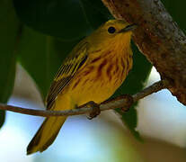 Mangrove Warbler