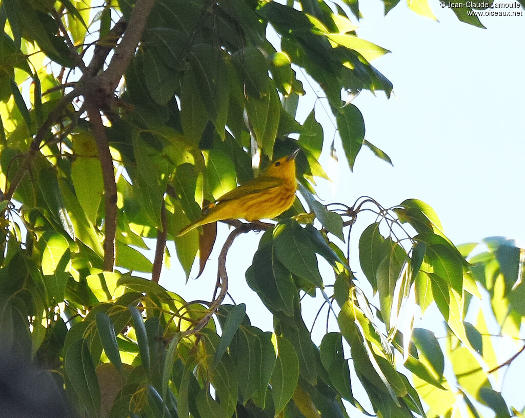 Paruline des mangroves