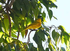 Paruline des mangroves