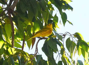 Paruline des mangroves