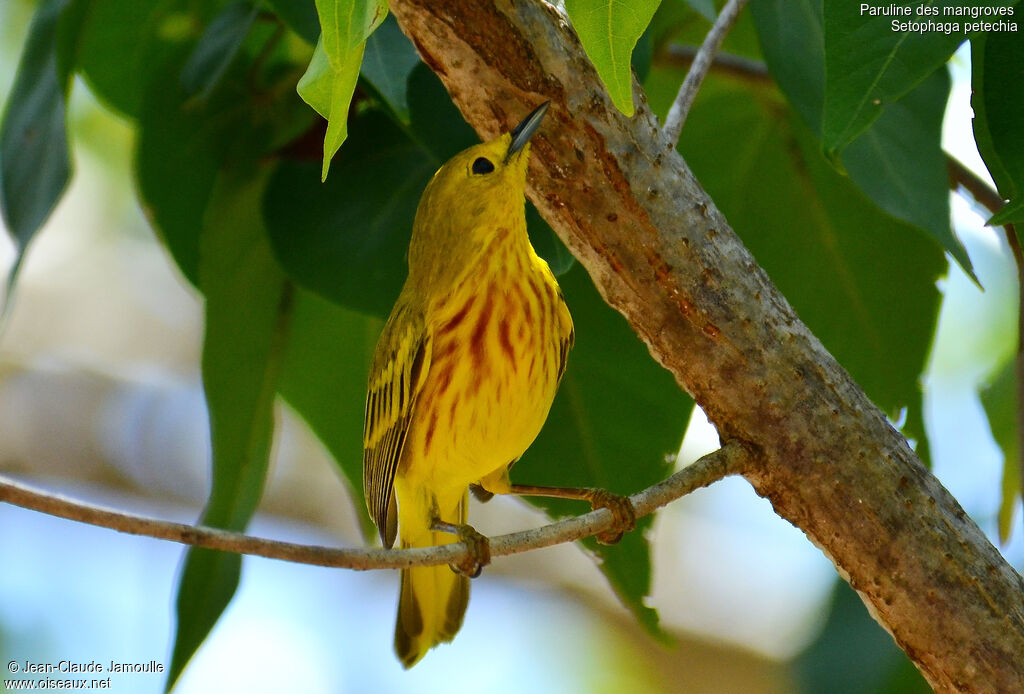 Mangrove Warbler male