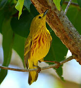 Mangrove Warbler