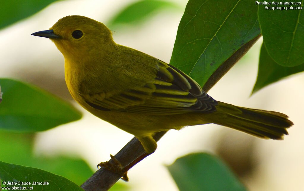 Mangrove Warbler female, identification