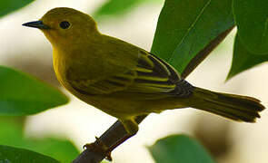 Mangrove Warbler