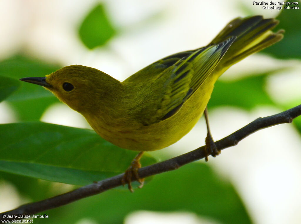 Mangrove Warbler female, Behaviour