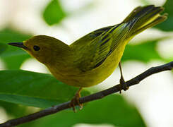 Mangrove Warbler