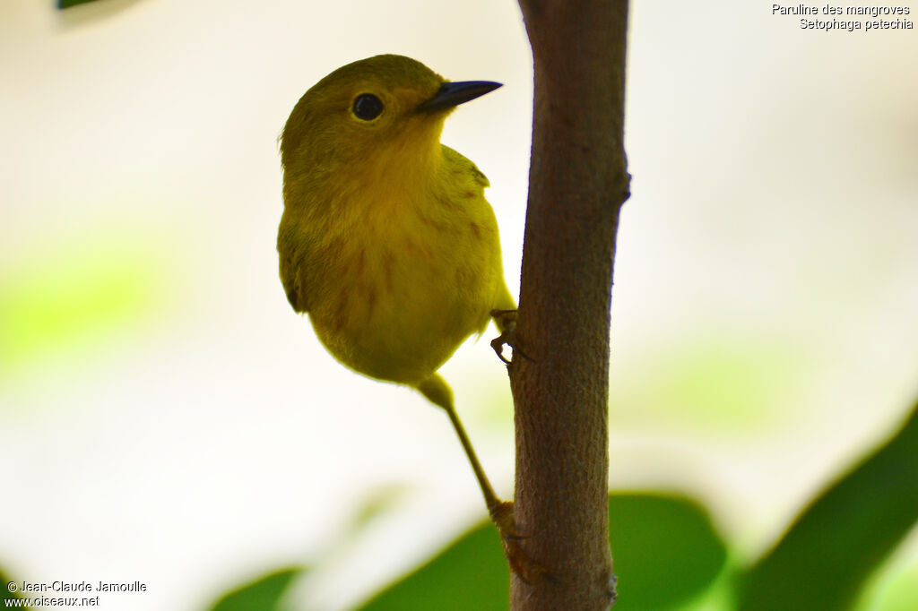 Mangrove Warbler, Behaviour