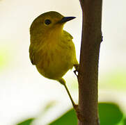 Mangrove Warbler