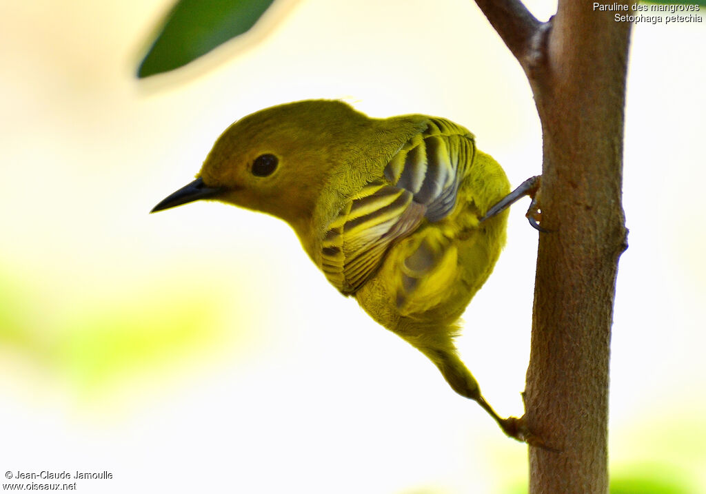 Mangrove Warbler female, Behaviour