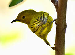 Mangrove Warbler