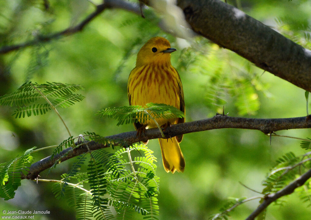 Mangrove Warbler