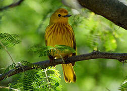 Mangrove Warbler