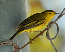 Mangrove Warbler