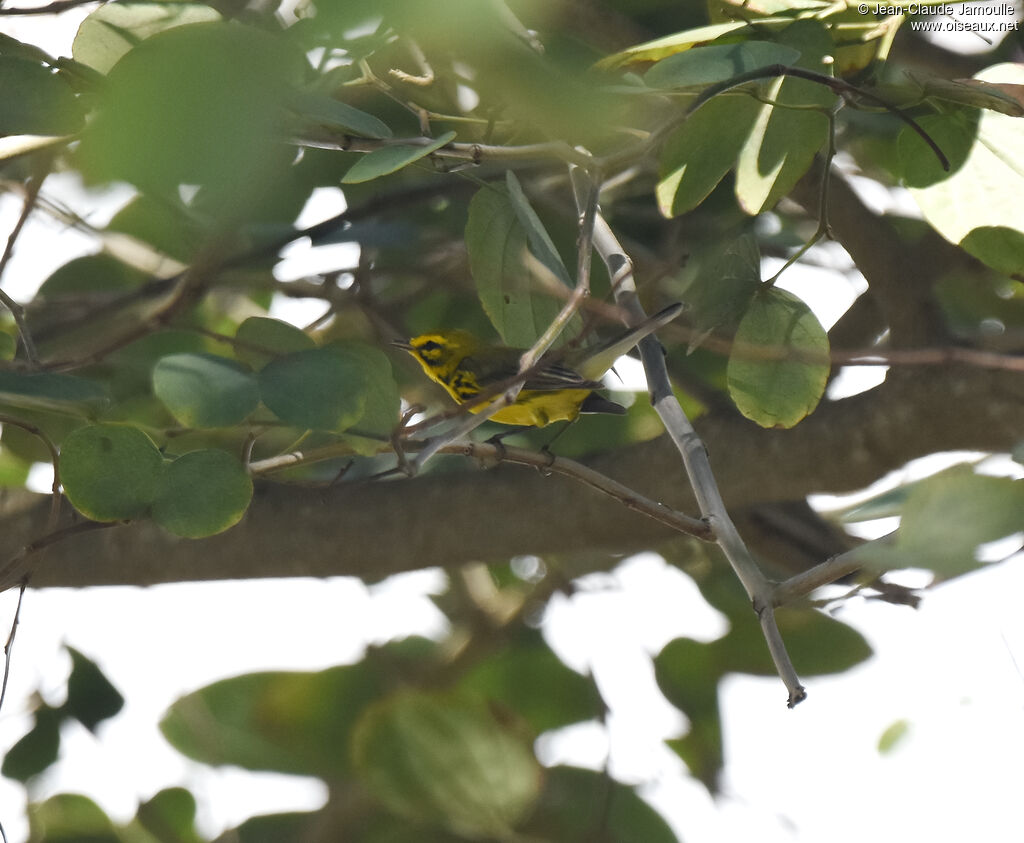 Prairie Warbler