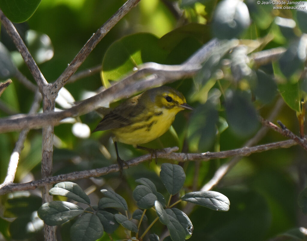 Prairie Warbler