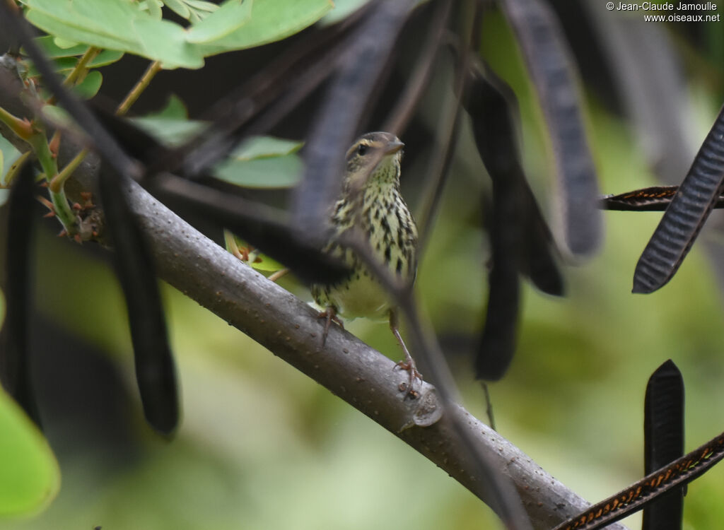 Northern Waterthrush