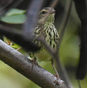 Northern Waterthrush