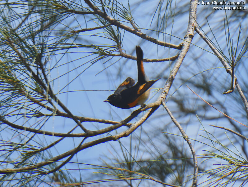 American Redstart male