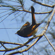 Paruline flamboyante