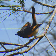 Paruline flamboyante