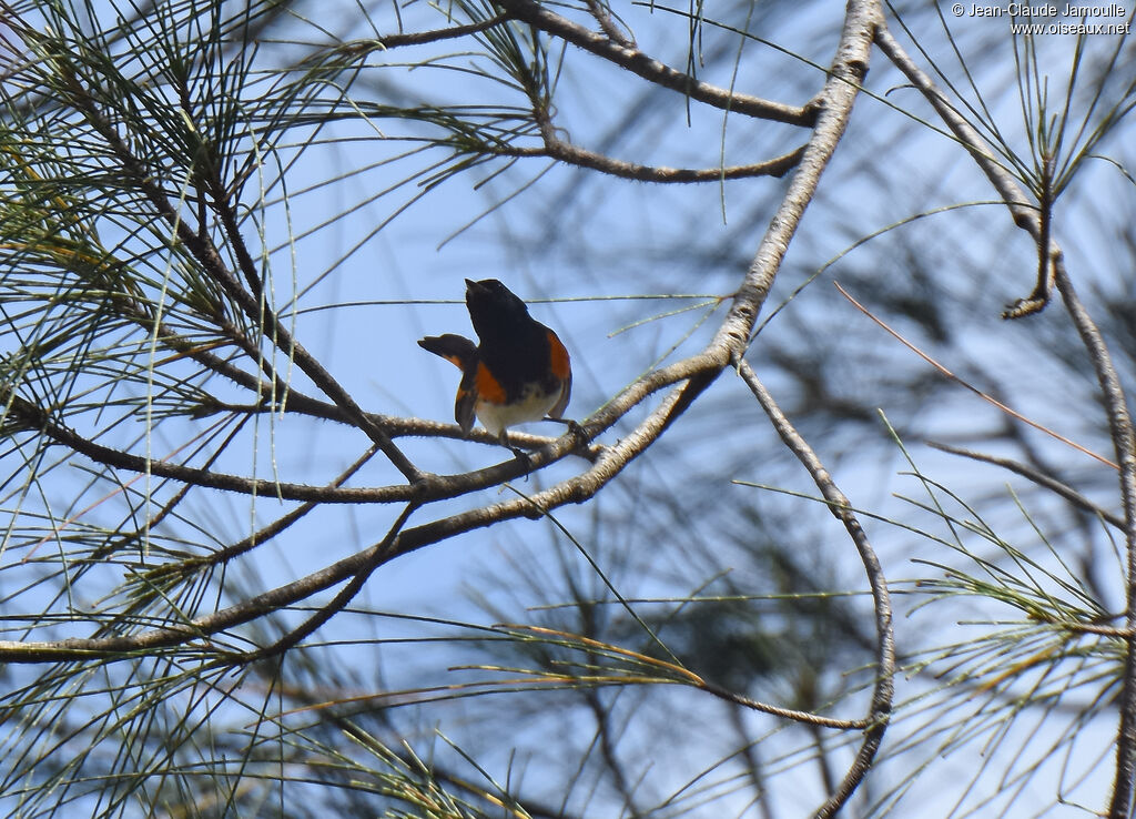 Paruline flamboyante mâle