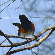 American Redstart