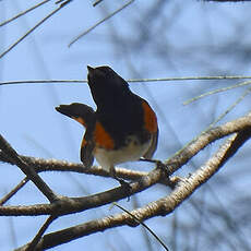 Paruline flamboyante